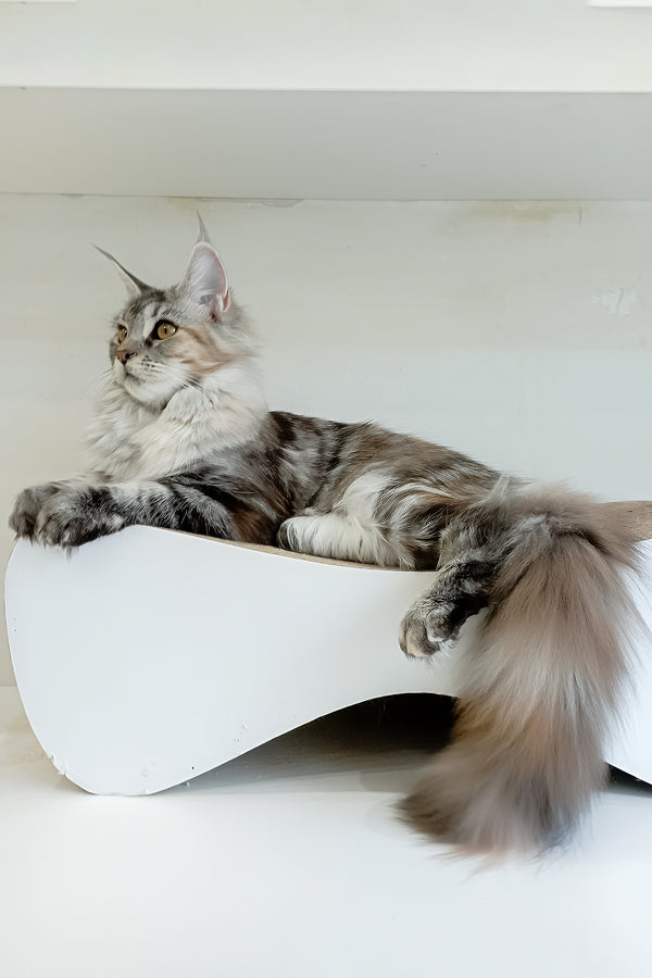 Betti | Maine Coon Kitten