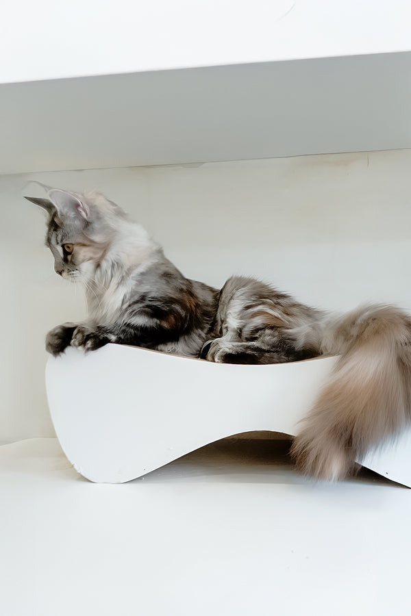 Betti | Maine Coon Kitten