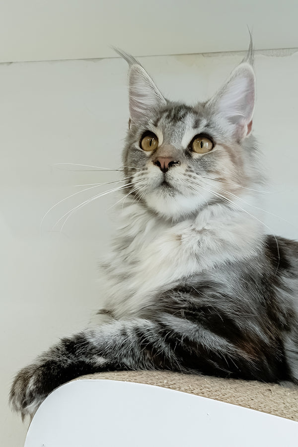 Betti | Maine Coon Kitten