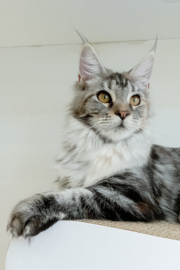 Betti | Maine Coon Kitten