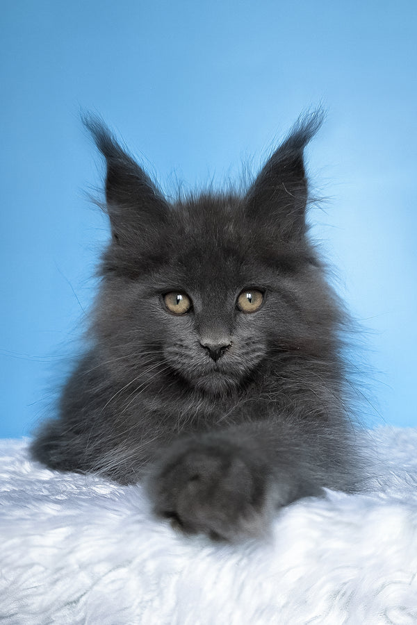 Betty | Polydactyl Maine Coon Kitten