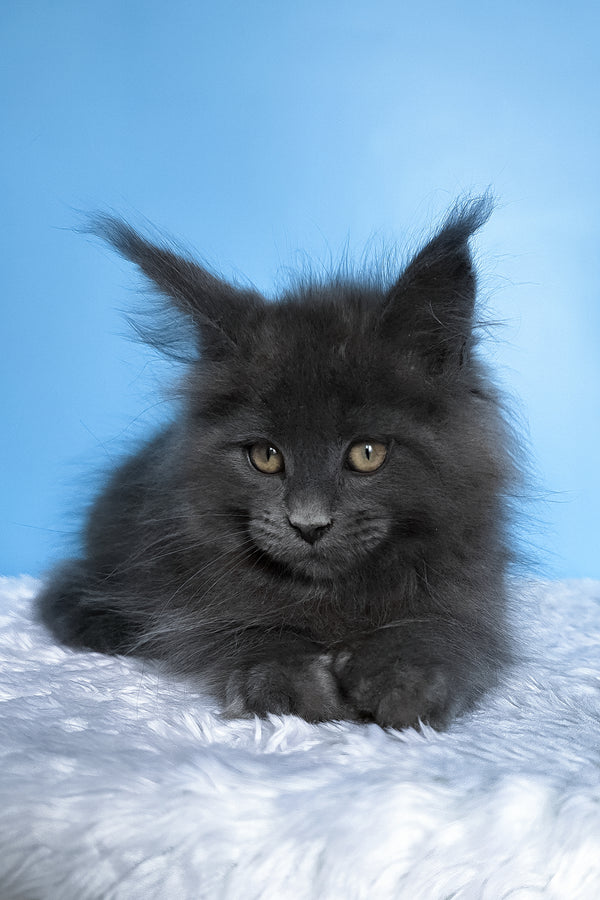 Betty | Polydactyl Maine Coon Kitten