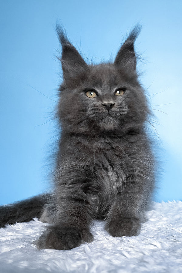 Betty | Polydactyl Maine Coon Kitten