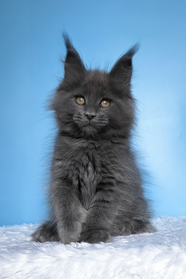 Betty | Polydactyl Maine Coon Kitten