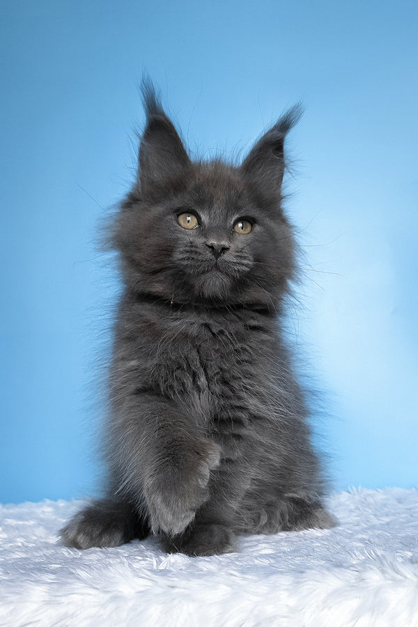 Betty | Polydactyl Maine Coon Kitten