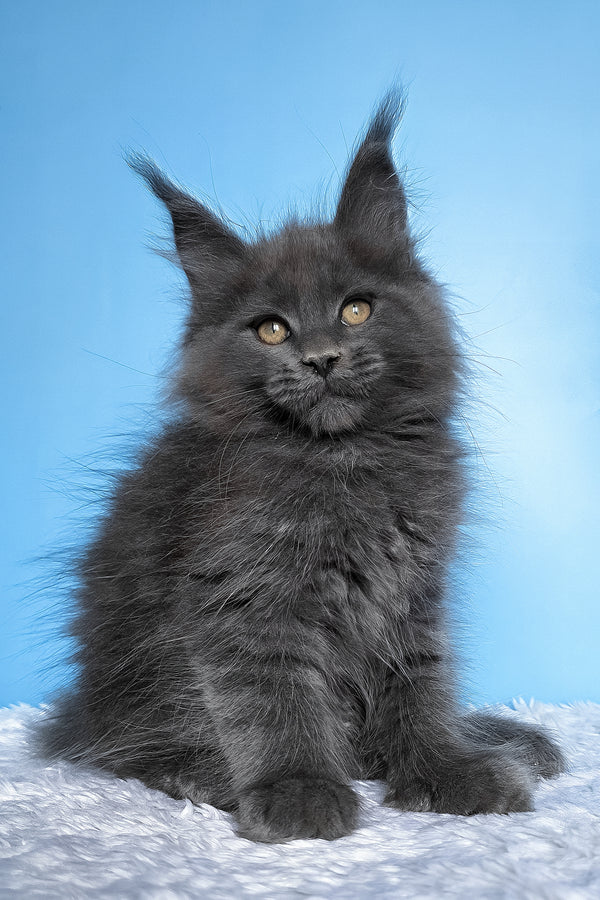 Betty | Polydactyl Maine Coon Kitten