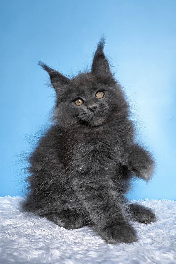 Betty | Polydactyl Maine Coon Kitten