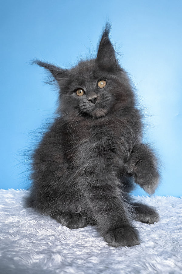 Betty | Polydactyl Maine Coon Kitten