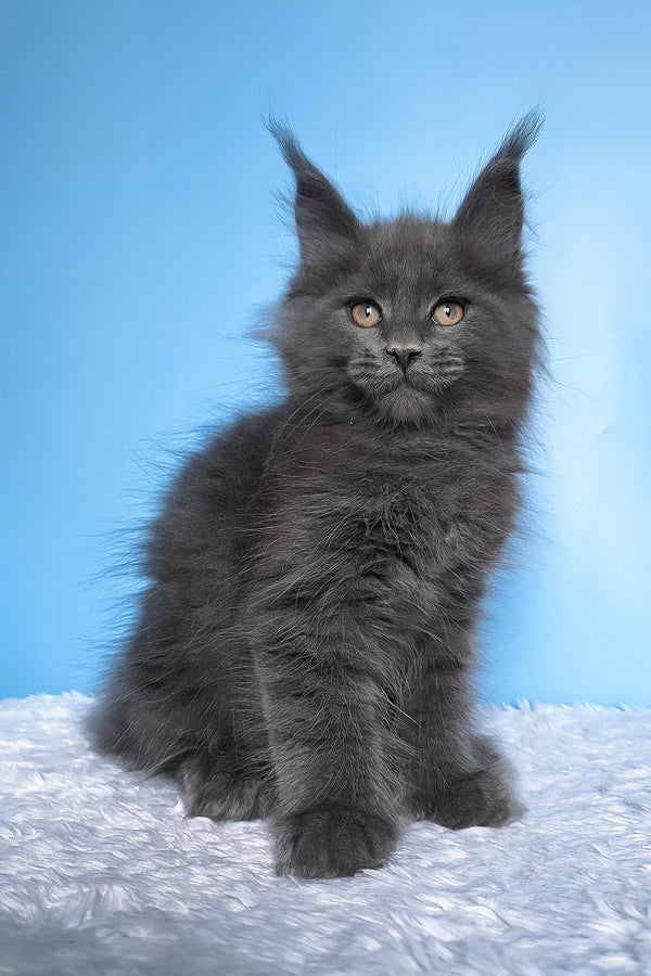 Betty | Polydactyl Maine Coon Kitten