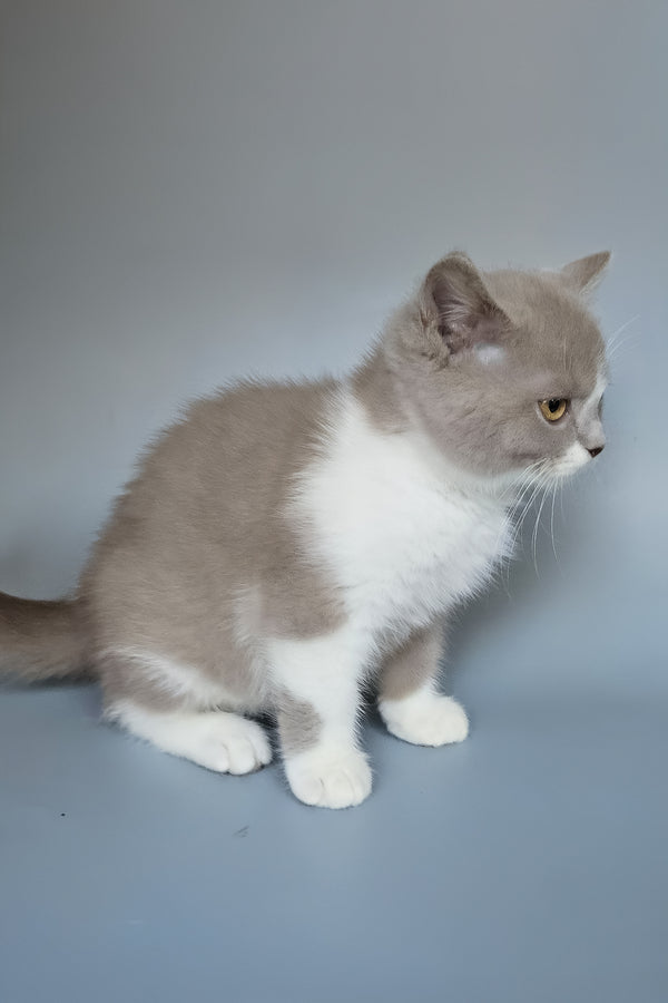 Bob | British Shorthair Kitten