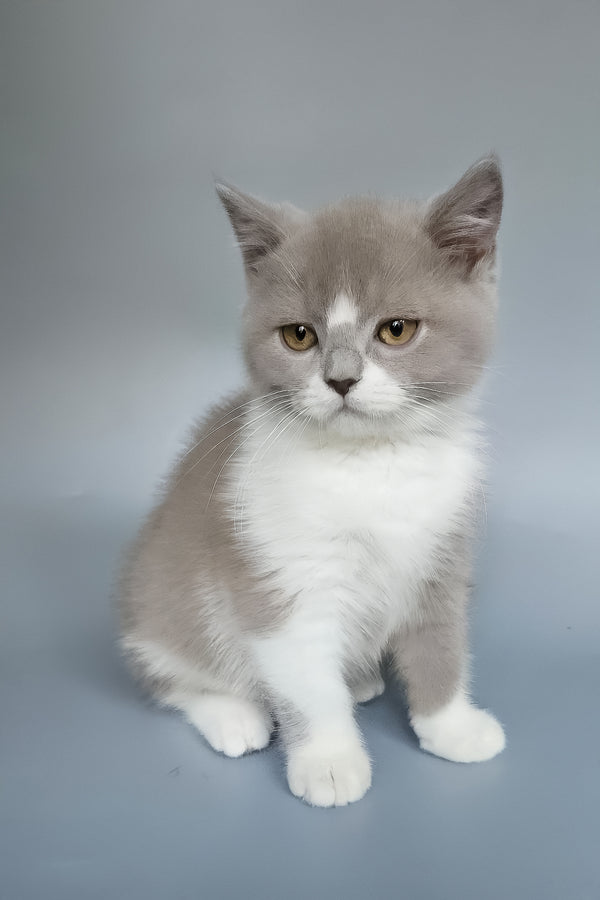 Bob | British Shorthair Kitten
