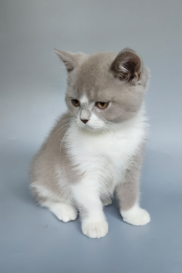 Bob | British Shorthair Kitten