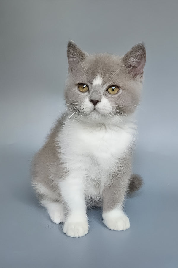 Bob | British Shorthair Kitten