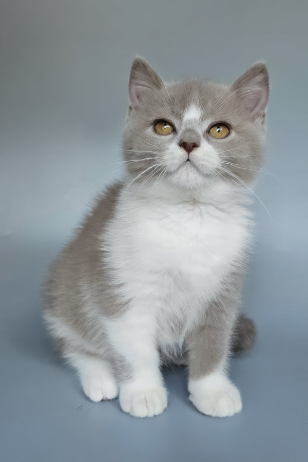 Bob | British Shorthair Kitten