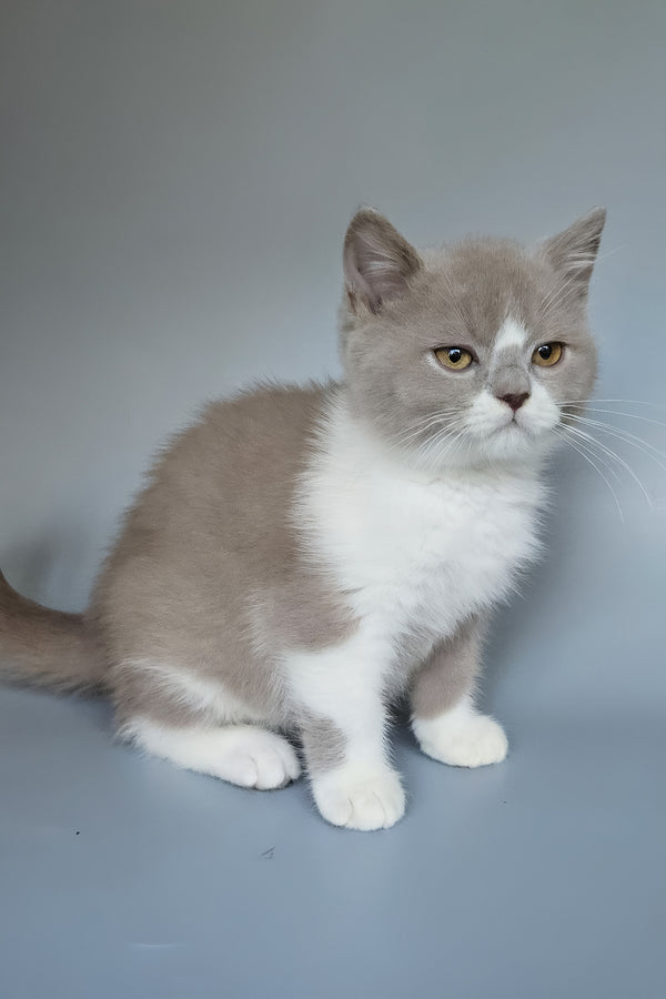 Bob | British Shorthair Kitten