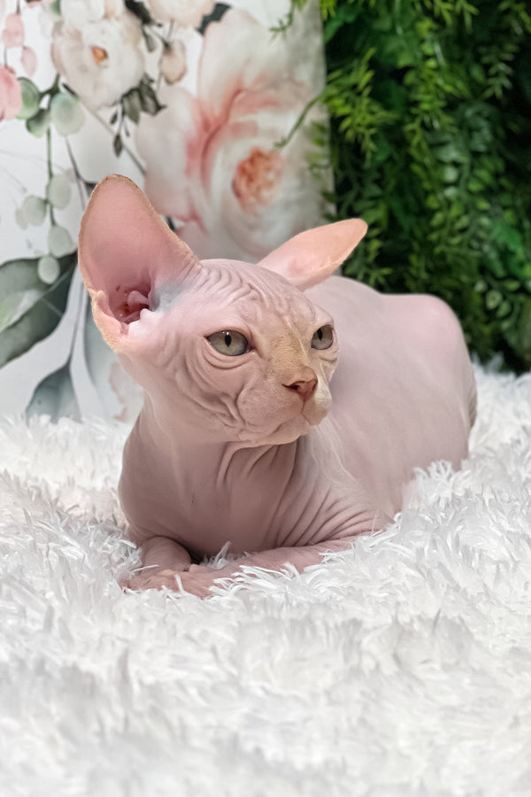 Boss | Sphynx Kitten