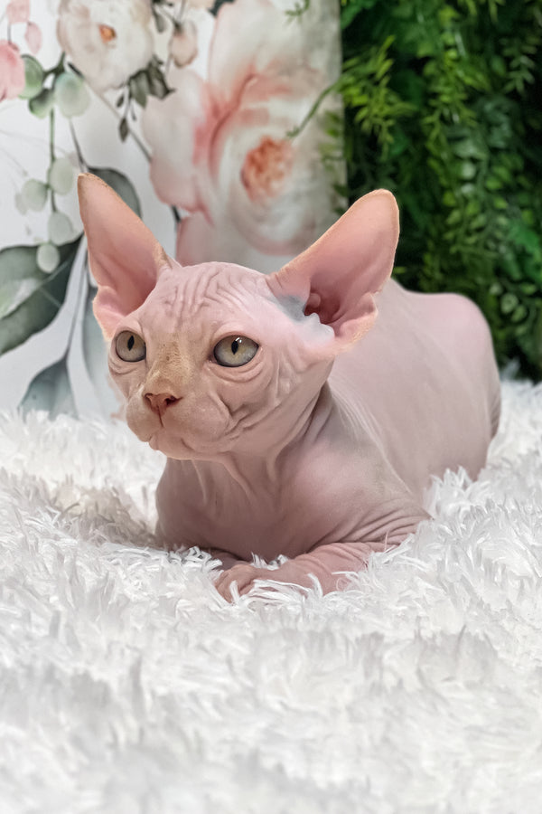 Boss | Sphynx Kitten