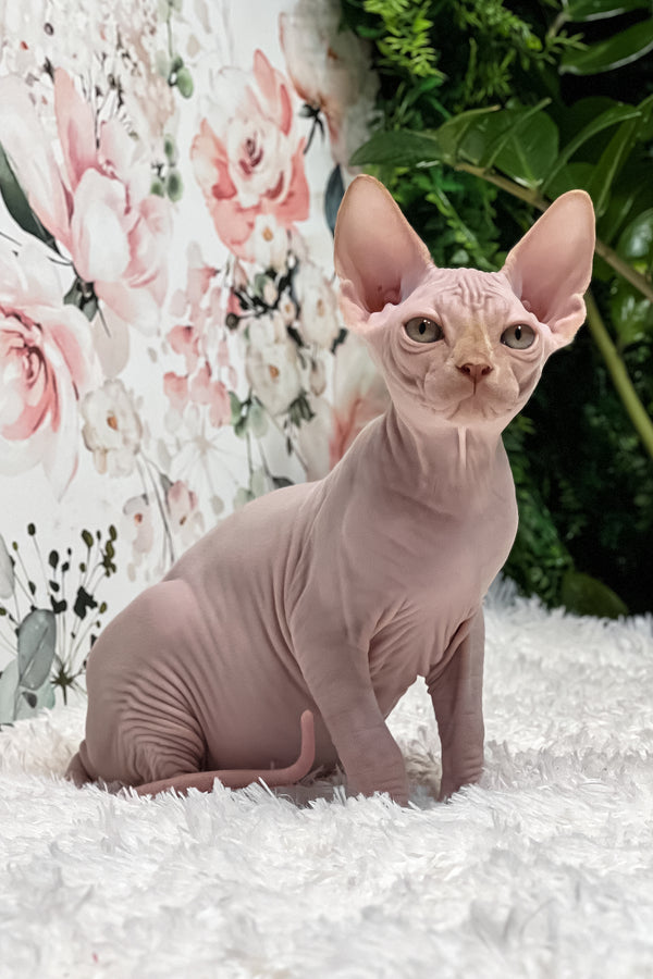 Boss | Sphynx Kitten
