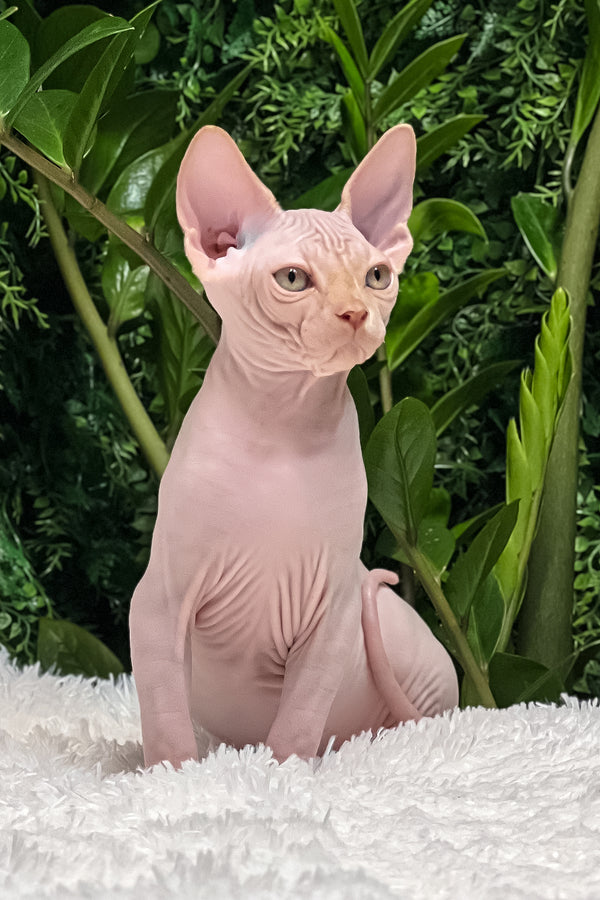Boss | Sphynx Kitten