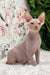 Boss | Sphynx Kitten