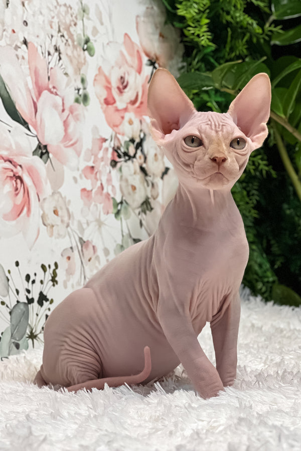 Boss | Sphynx Kitten