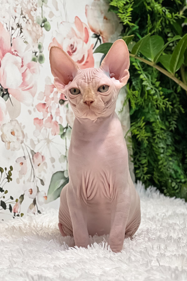 Boss | Sphynx Kitten