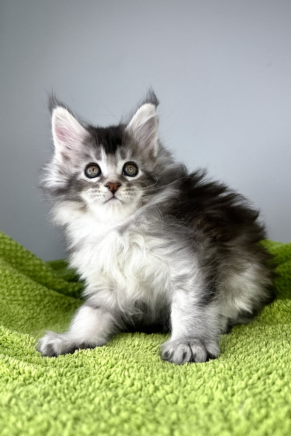 Brandy | Maine Coon Kitten