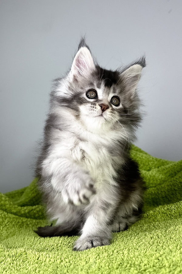 Brandy | Maine Coon Kitten