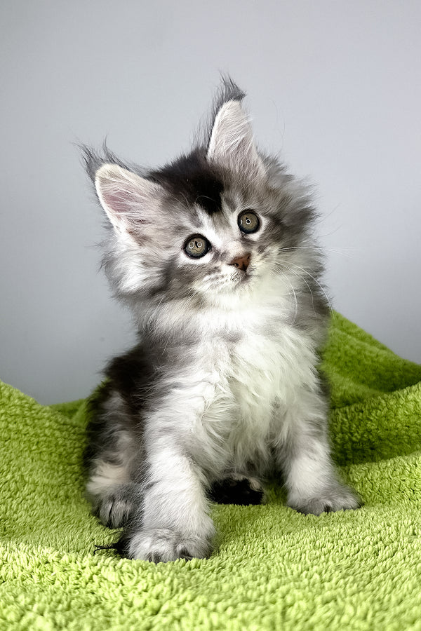 Brandy | Maine Coon Kitten