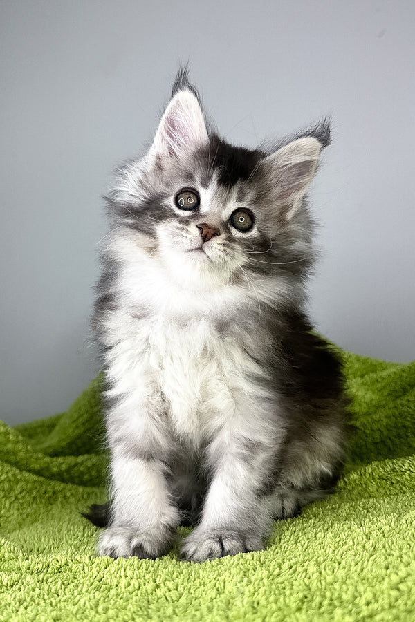 Brandy | Maine Coon Kitten