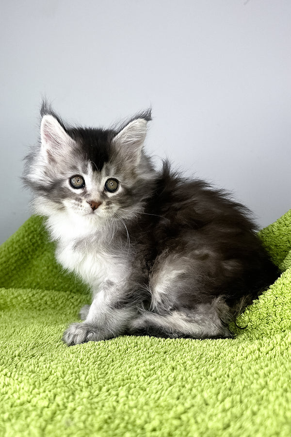 Brandy | Maine Coon Kitten