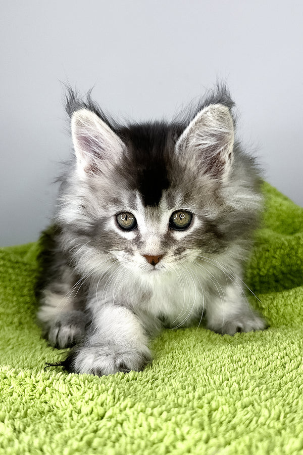 Brandy | Maine Coon Kitten