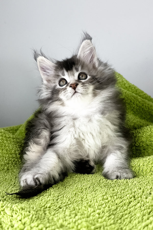 Brandy | Maine Coon Kitten