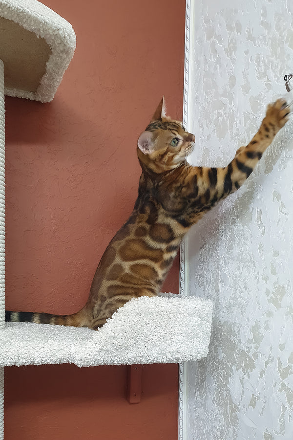 Brown | Bengal Kitten
