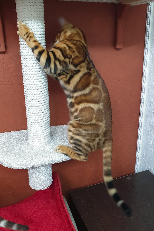 Brown | Bengal Kitten
