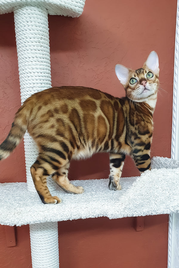 Brown | Bengal Kitten
