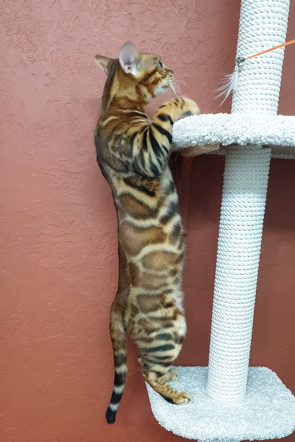 Brown | Bengal Kitten