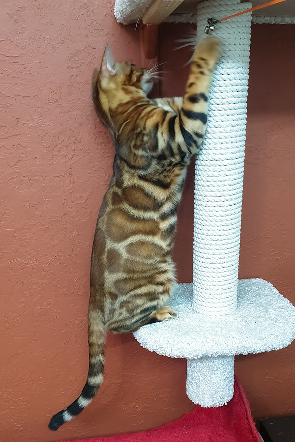 Brown | Bengal Kitten