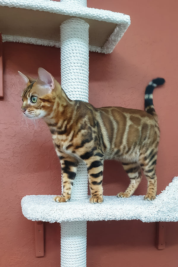 Brown | Bengal Kitten