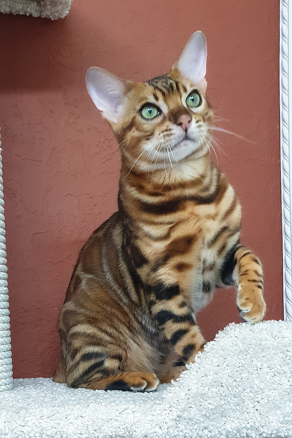 Brown | Bengal Kitten