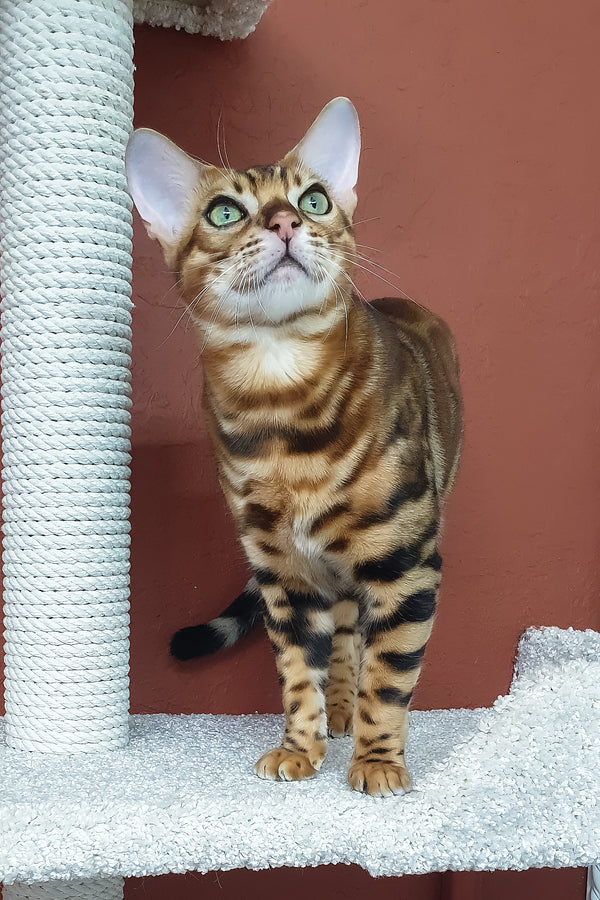 Brown | Bengal Kitten