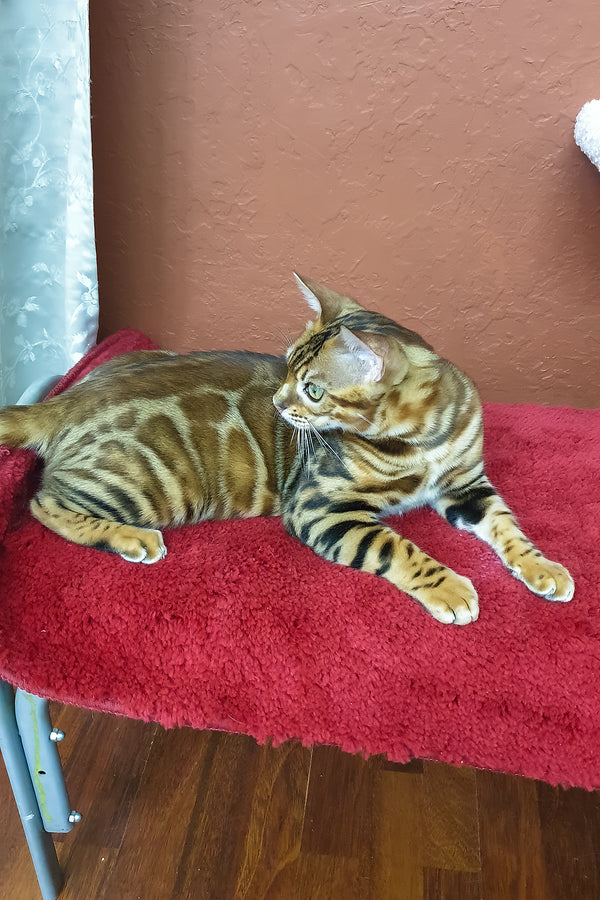Brown | Bengal Kitten