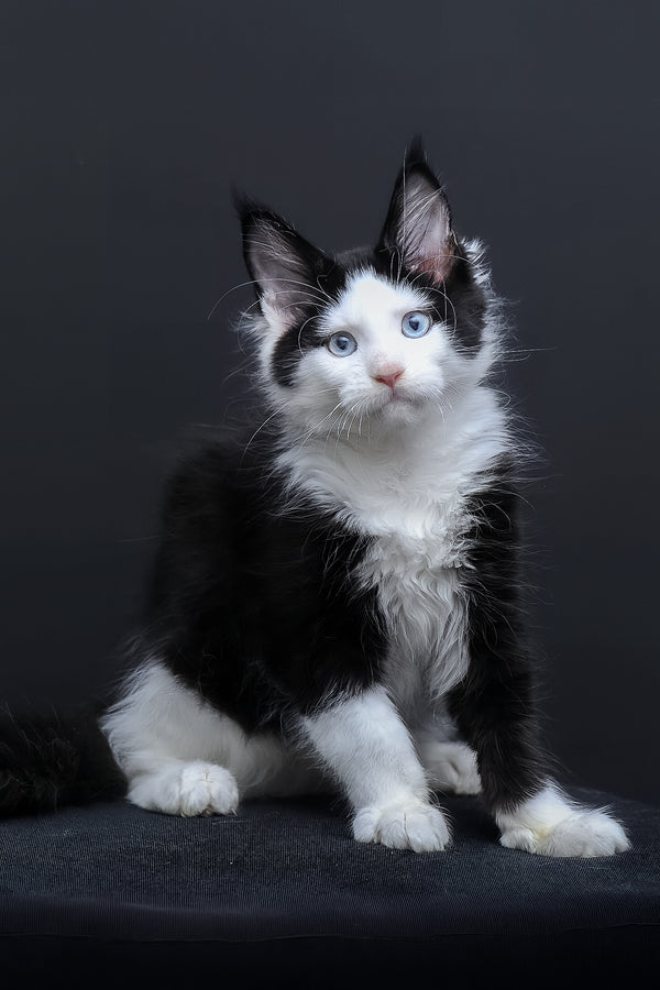 Businka | Maine Coon Kitten