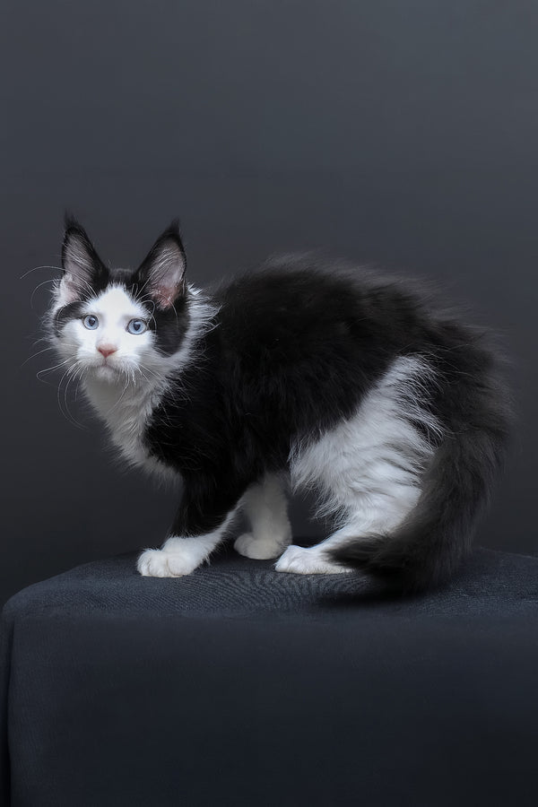 Businka | Maine Coon Kitten