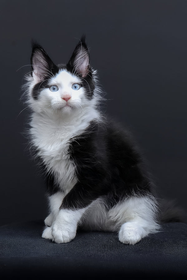 Businka | Maine Coon Kitten