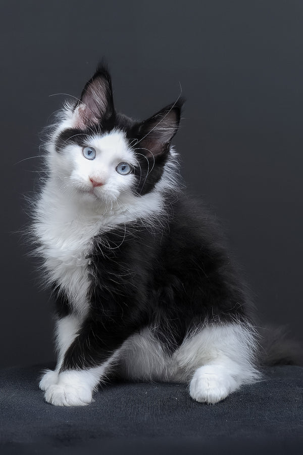 Businka | Maine Coon Kitten