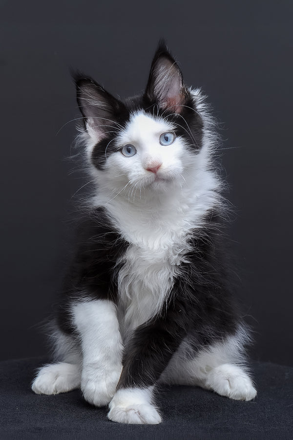 Businka | Maine Coon Kitten