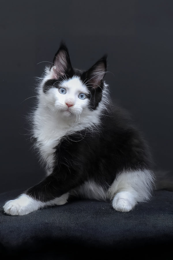 Businka | Maine Coon Kitten
