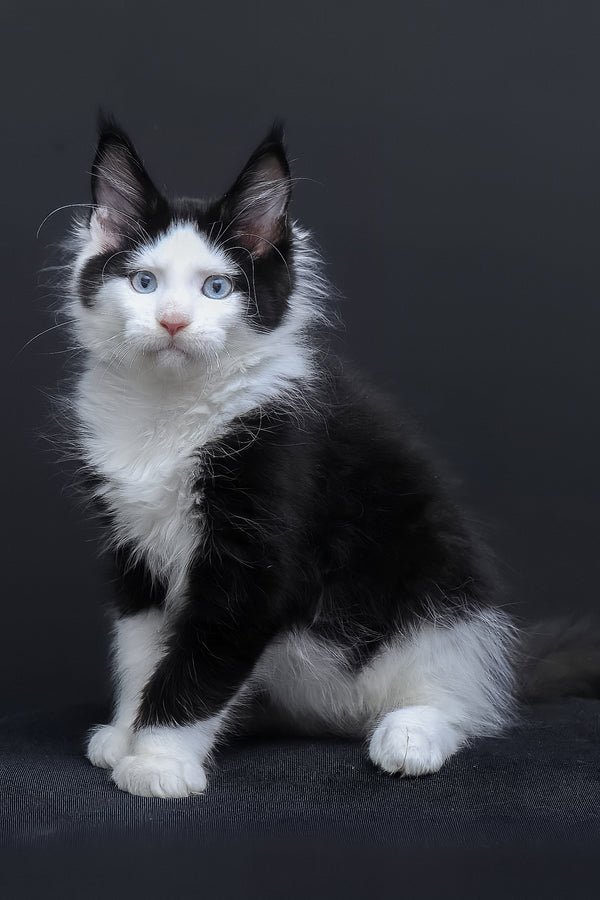 Businka | Maine Coon Kitten