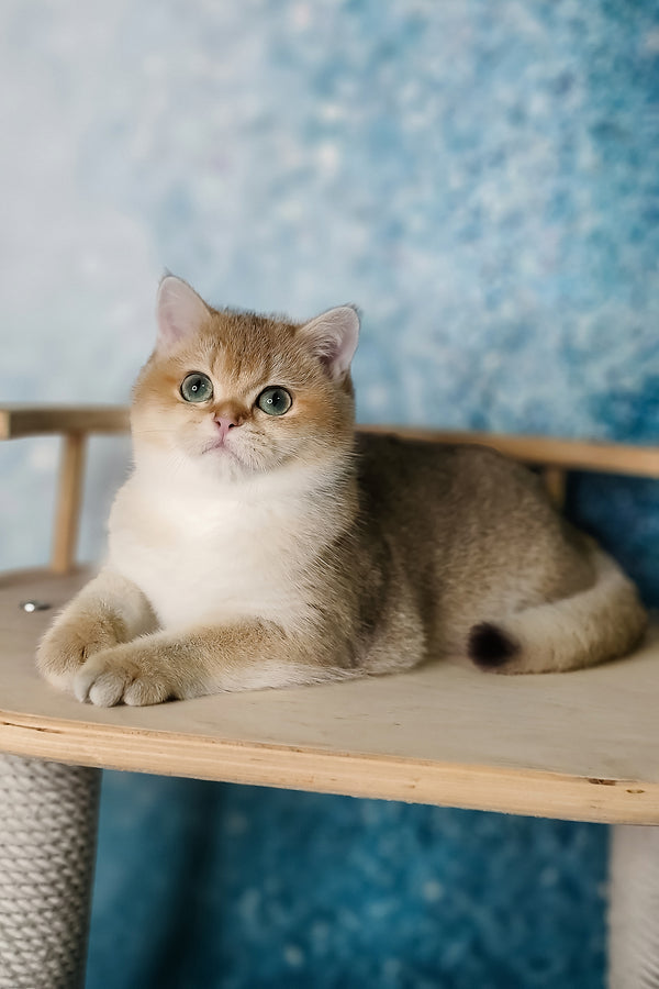 Jaclin | British Shorthair Kitten